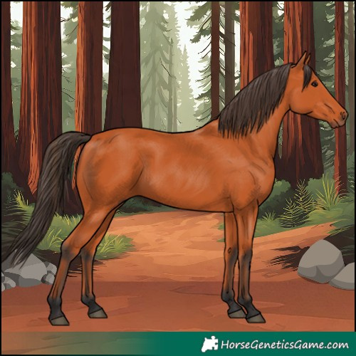 Horse Color:Bay 