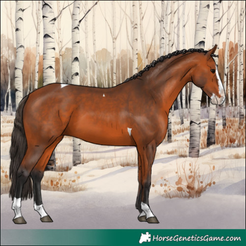 Horse Color:Bay Splash Tobiano