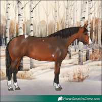 Horse Color:Bay Splash Tobiano 
