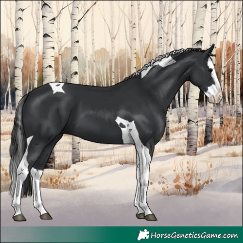 Horse Color:Black Splash Tobiano 