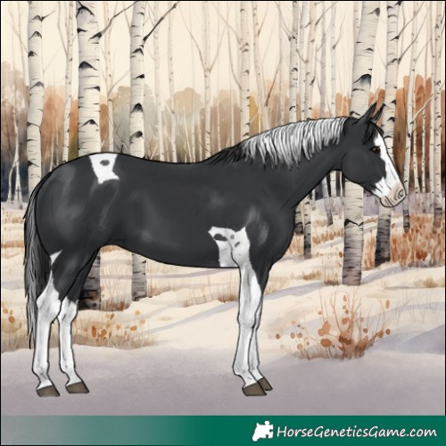 Horse Color:Black Splash Tobiano