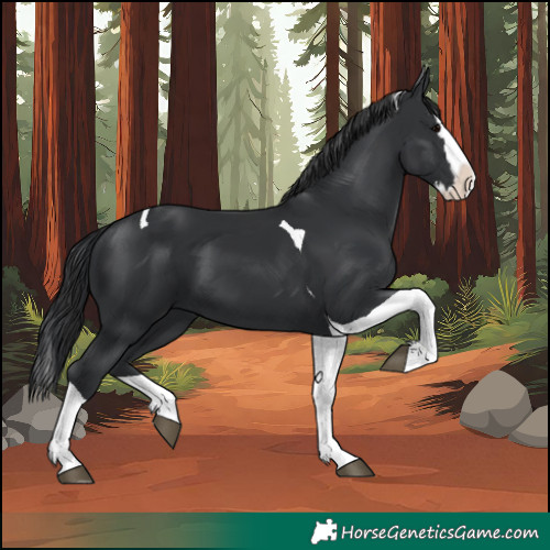 Horse Color:Black Splash Tobiano