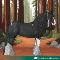 Horse Color:Black Splash Tobiano 