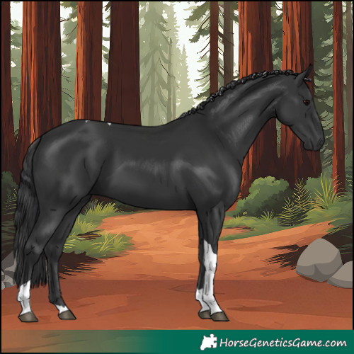 Horse Color:Black Tobiano Rabicano 