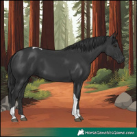 Horse Color:Black Tobiano Rabicano 