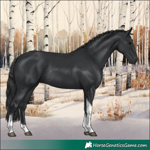 Horse Color:Black Tobiano Rabicano 