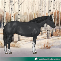 Horse Color:Black Tobiano Rabicano 
