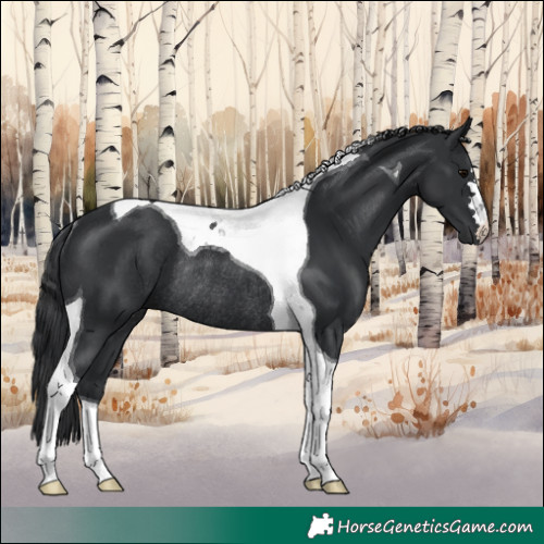 Horse Color:Black Tobiano Rabicano 