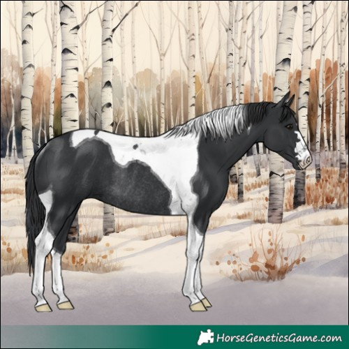 Horse Color:Black Tobiano Rabicano 