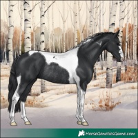Horse Color:Black Tobiano Rabicano 