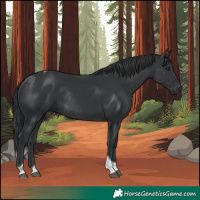Horse Color:Black Tobiano Rabicano 