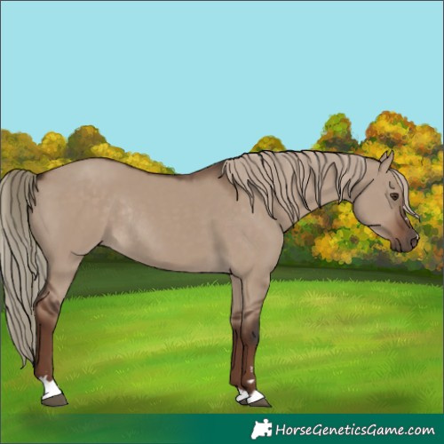 Horse Color:Liver Red Dun Rabicano 