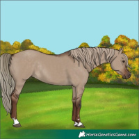 Horse Color:Liver Red Dun Rabicano 