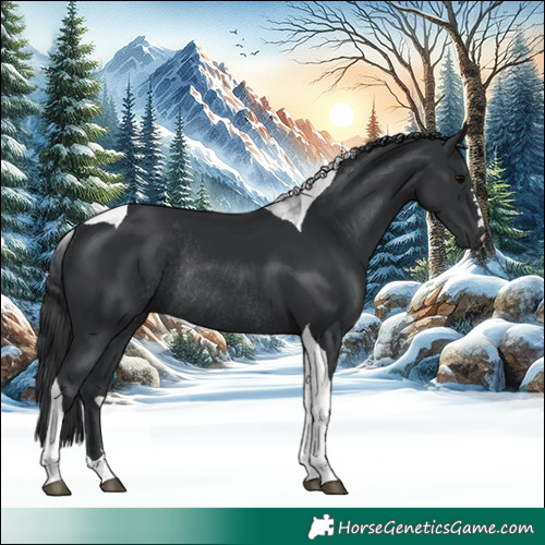 Horse Color:Black Tobiano Rabicano 