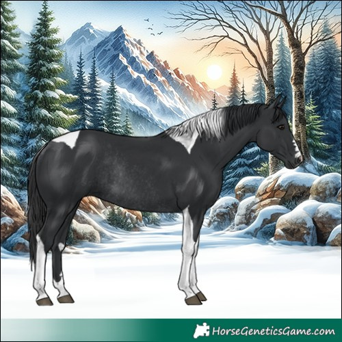 Horse Color:Black Tobiano Rabicano