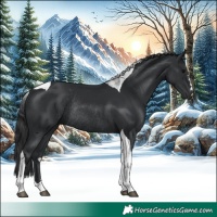 Horse Color:Black Tobiano Rabicano
