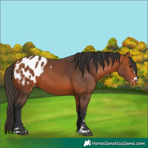 Horse Color:Bay Appaloosa 