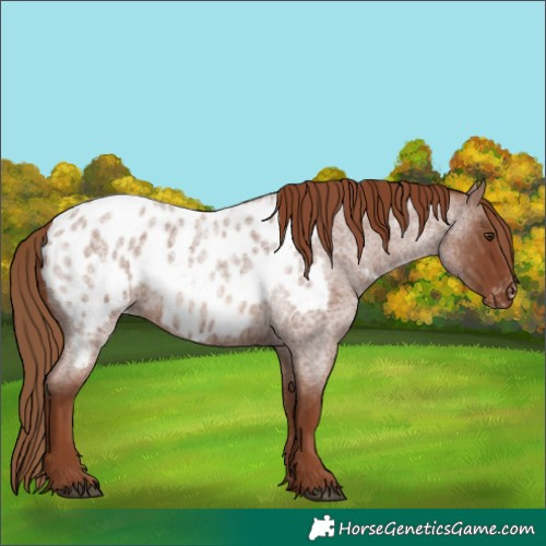 Horse Color:Red Roan Near Leopard 