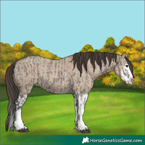 Horse Color:Grullo Sabino Splash  and Classic Champagne Dun Sabino Splash 