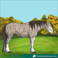 Horse Color:Grullo Sabino Splash and Classic Champagne Dun Sabino Splash