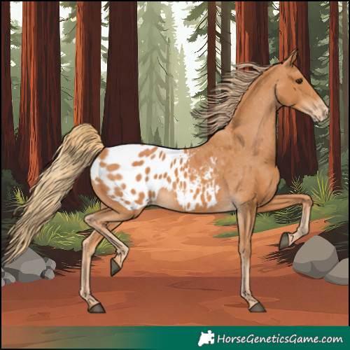 Horse Color:Chestnut Appaloosa 