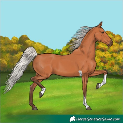 Horse Color:Silver Bay Tobiano 