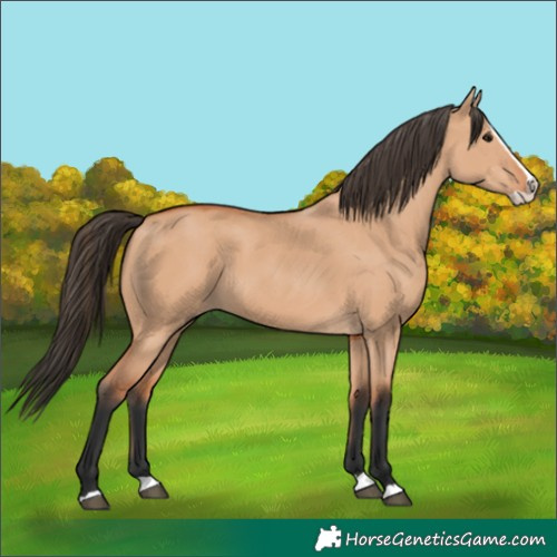 Horse Color:Bay Dun Splash