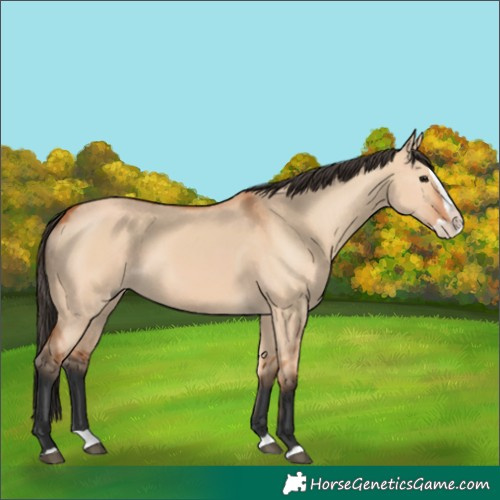 Horse Color:Bay Dun Splash 