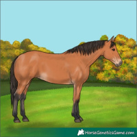 Horse Color:Bay Rabicano 