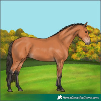 Horse Color:Bay Rabicano 