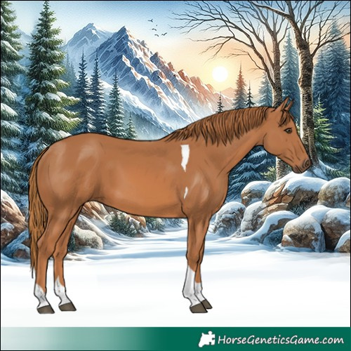 Horse Color:Chestnut Tobiano
