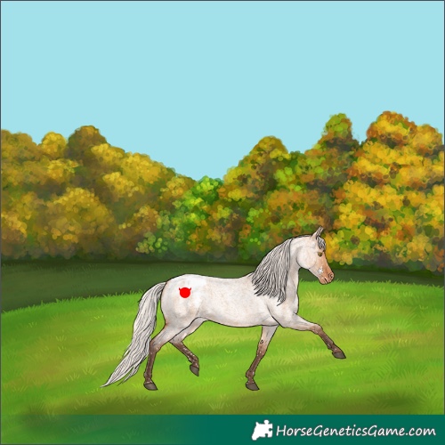 Horse Color:Silver Bay Roan Dun Appaloosa Rabicano 