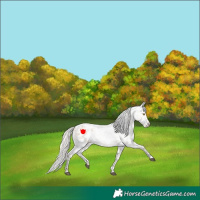 Horse Color:Silver Bay Roan Dun Blanket Rabicano 
