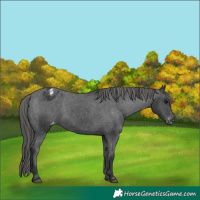 Horse Color:Black Varnish