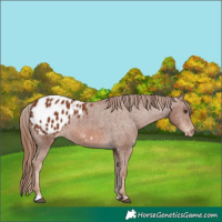 Horse Color:Chestnut Appaloosa 