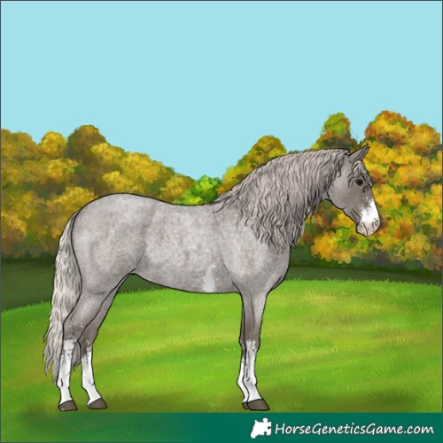 Horse Color:Silver Blue Roan Sabino