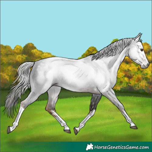Horse Color:Gray White Spotted Liver Chestnut 