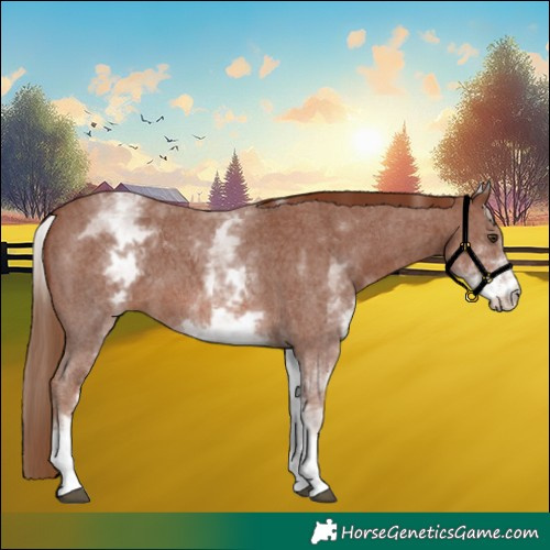 Horse Color:White Spotted Chestnut Sabino 