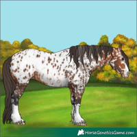 Horse Color:Bay Near Leopard  and Bay Blanket 