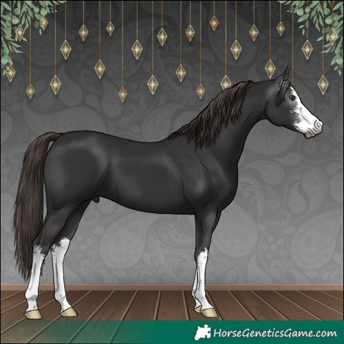 Horse Color:Gray White Spotted Liver Chestnut 