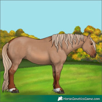 Horse Color:Red Dun Rabicano 