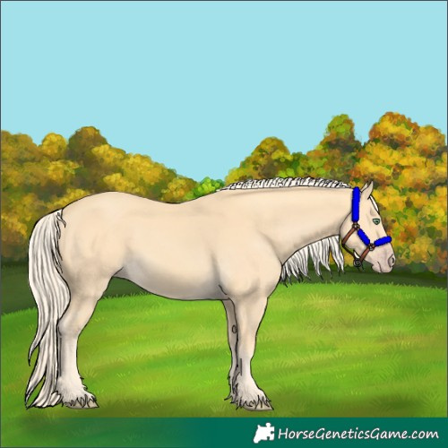 Horse Color:Gold Cream Champagne