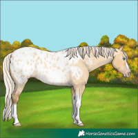 Horse Color:Gray Silver Amber Cream Champagne Roan Dun Splash Tobiano Frame Appaloosa Rabicano 