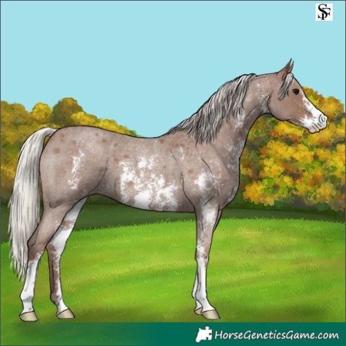 Horse Color:Silver Blue Roan Sabino 