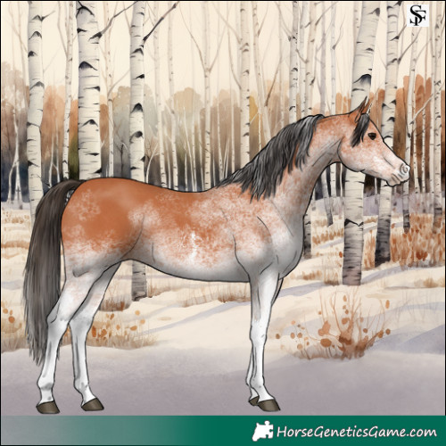 Horse Color:White Spotted Bay 