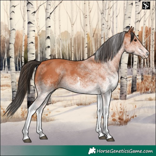 Horse Color:White Spotted Bay 