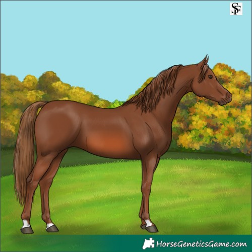 Horse Color:Chestnut 
