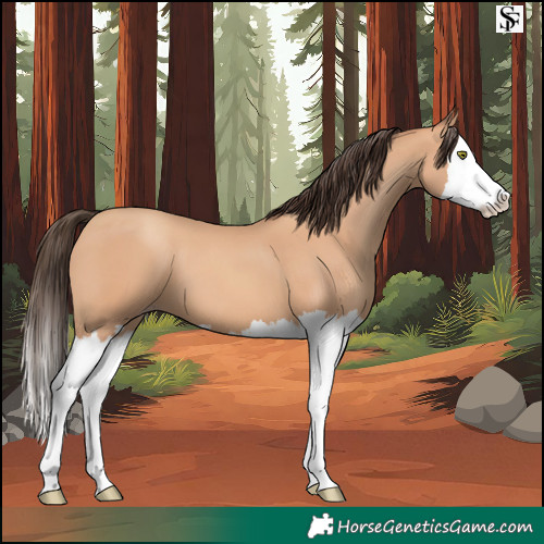 Horse Color:Amber Champagne Splash 