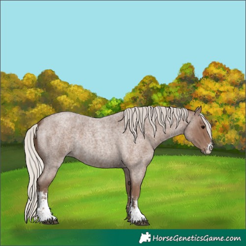 Horse Color:Silver Blue Roan Sabino 