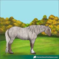 Horse Color:Silver Blue Roan Sabino 